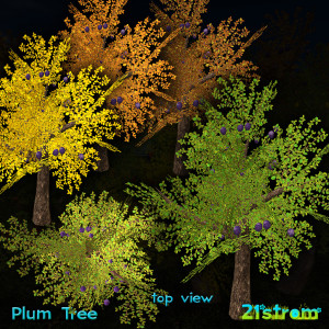 FruitsTrees-vendor-PLUM2