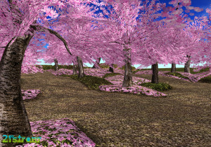 21strom-cherry-blossom-park10